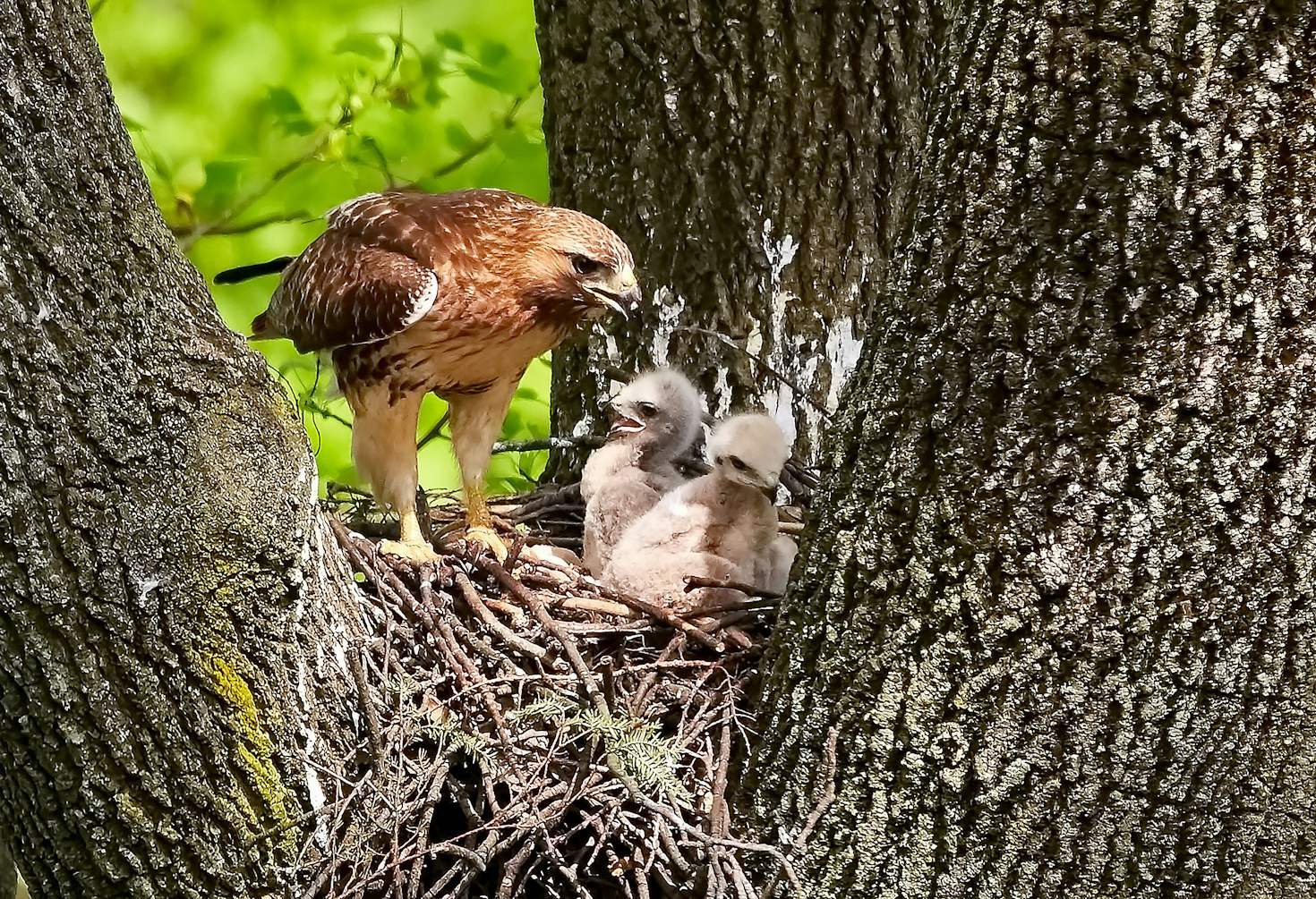 Spring Baby Bird Rescue: What You Need to Know