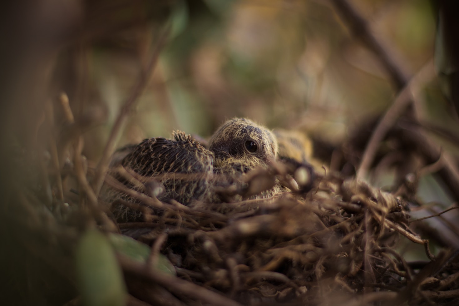 Professional Bird Care Help: When and Where to Seek It