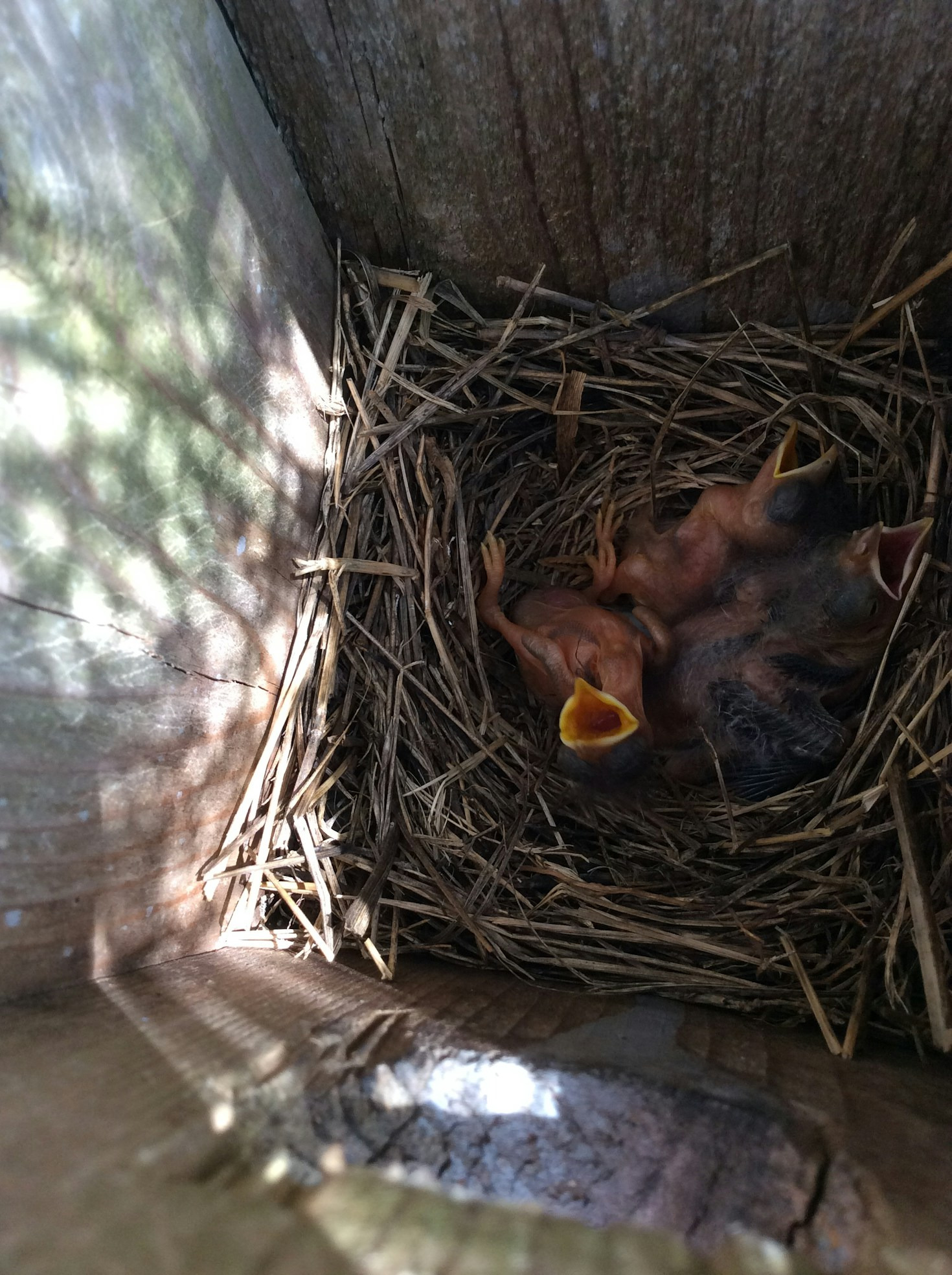 Top Signs a Baby Bird Needs Your Help