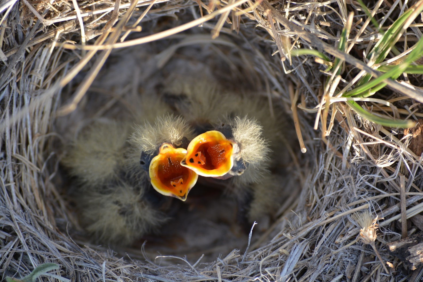 Debunking Myths About Baby Bird Assistance