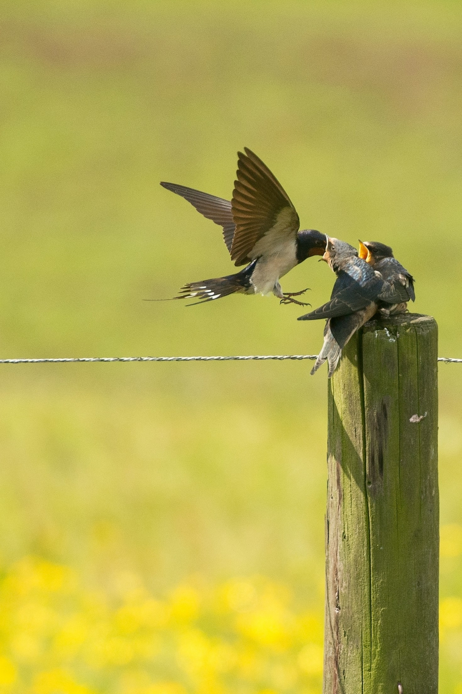 Growth Stages of Baby Birds: What You Should Know
